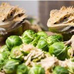 Bearded Dragons Eat Brussel Sprouts